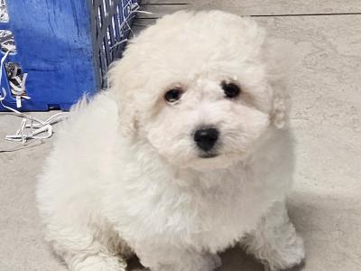Bichon Frise puppies for sale in Kildare