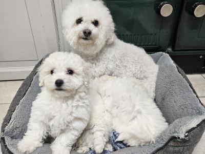 Bichon Frise puppies for sale in Kildare