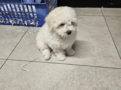 Bichon Frise puppies for sale in Kildare