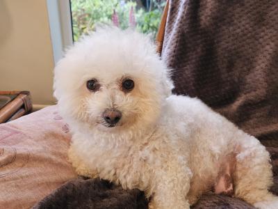 Bichon Frise puppies for sale in Kildare