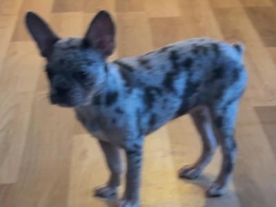 Fluffy and Short Haired French Bulldog puppies in Wexford