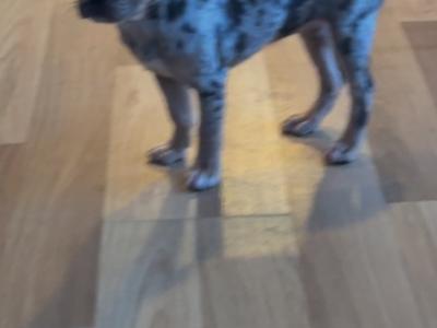 Fluffy and Short Haired French Bulldog puppies in Wexford