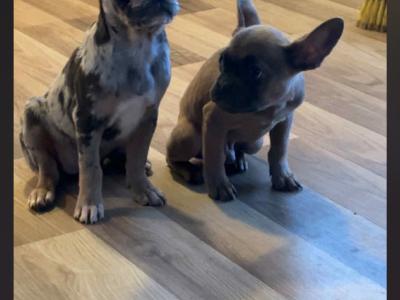 Fluffy and Short Haired French Bulldog puppies in Wexford