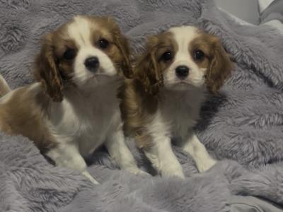 Beautiful Cavalier King Charles puppies in Cork