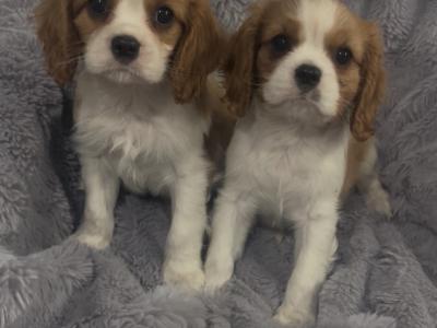 Beautiful Cavalier King Charles puppies in Cork