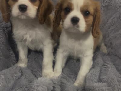 Beautiful Cavalier King Charles puppies in Cork