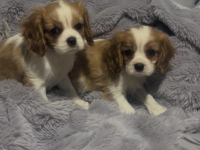 Beautiful Cavalier King Charles puppies in Cork