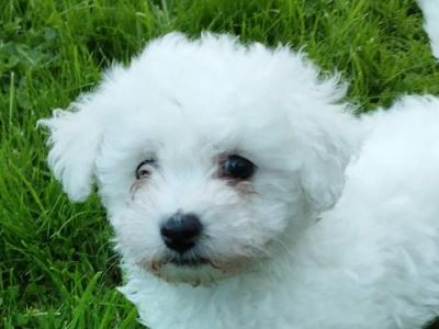 Bichon Frise for sale in Tipperary - 0872981318