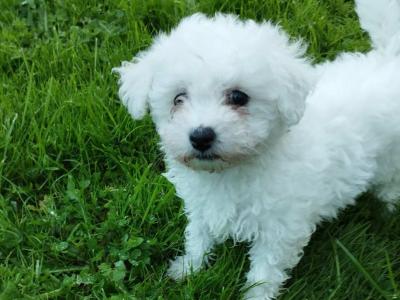 Bichon Frise puppies for sale in Tipperary - 0872981318