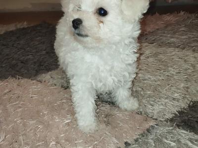 Bichon Frise for sale in Tipperary - 0872981318