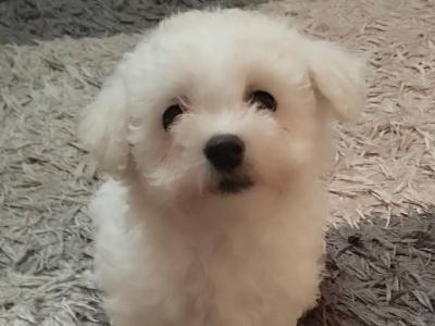 Bichon Frise for sale in Tipperary - 0872981318