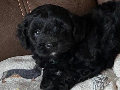 4 lovely Cockapoo puppies