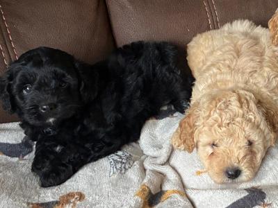 4 lovely Cockapoo puppies in Cavan