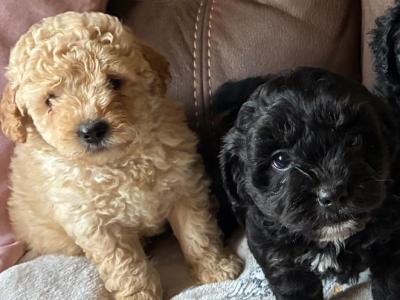 4 lovely Cockapoo puppies
