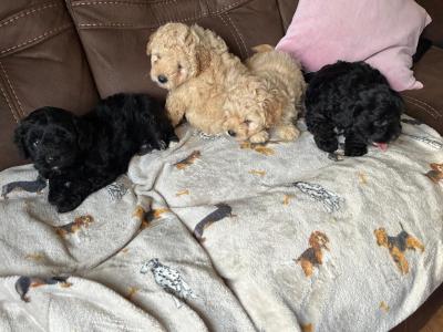 4 lovely Cockapoo puppies