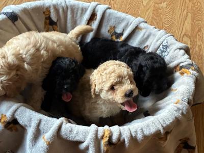 4 lovely Cockapoo puppies