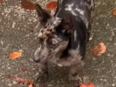 Merle Jack Russell For Stud