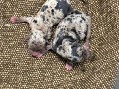 Merle Jack Russell For Stud