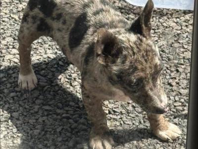 Merle Jack Russell For Stud