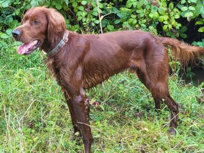 IKC Registered Irish Setter