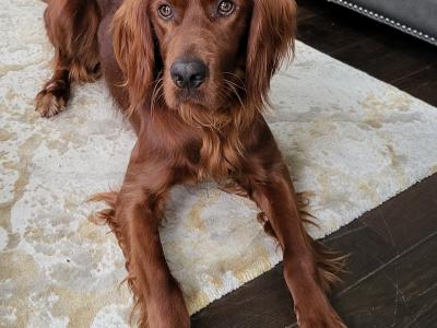 IKC Registered Irish Setter