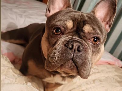 Five Generation Pedigree French Bulldog for stud