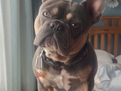 Five Generation Pedigree French Bulldog for stud