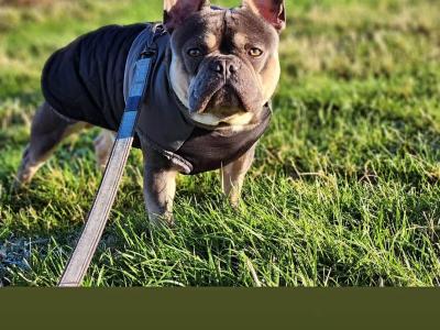 Five Generation Pedigree French Bulldog for stud