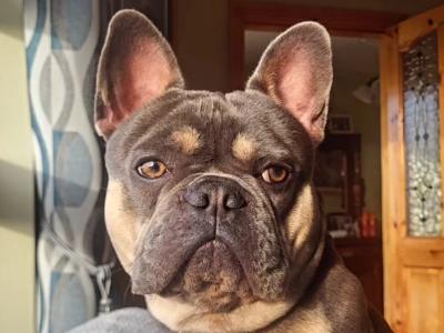Five Generation Pedigree French Bulldog for stud