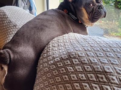 Five Generation Pedigree French Bulldog for stud