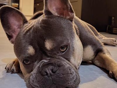 Five Generation Pedigree French Bulldog for stud