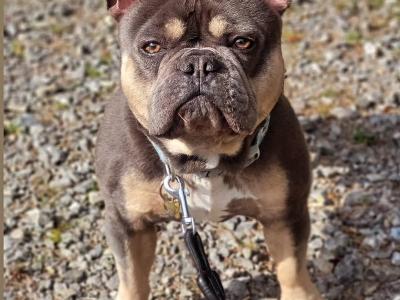 Five Generation Pedigree French Bulldog for stud