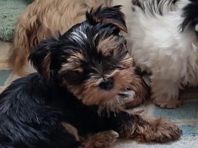 2 Yorkie x puppies for sale (4 month old)