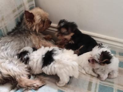 2 Yorkie x puppies for sale (4 month old)