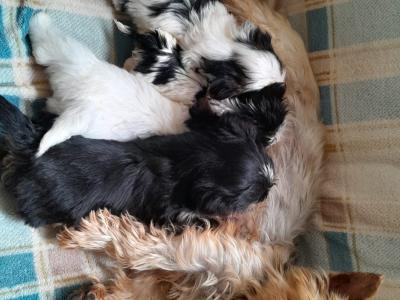 2 Yorkie x puppies for sale (4 month old)