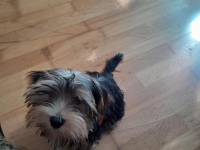 2 Yorkie x puppies for sale (4 month old)
