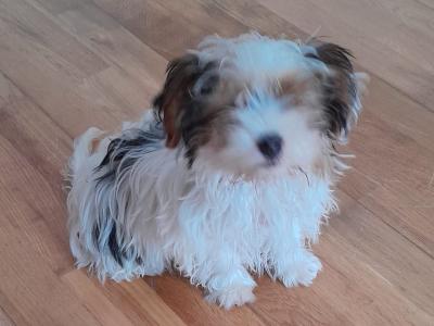 2 Yorkshire Terrier x puppies for sale (4 months old)