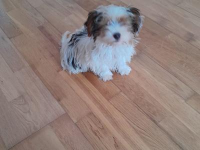 2 Yorkie x puppies for sale (4 month old)