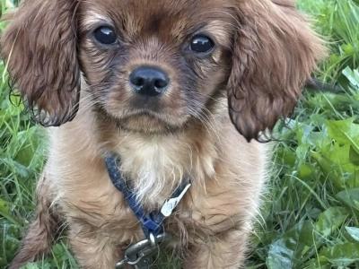 Purebred King Charles female puppy