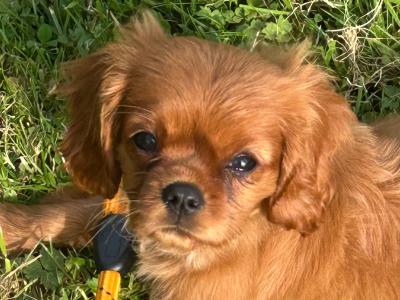 Purebred female Cavalier King Charles puppy in Sligo