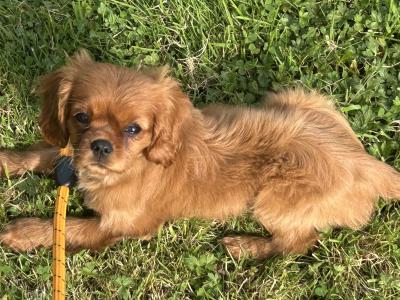 Purebred King Charles female puppy