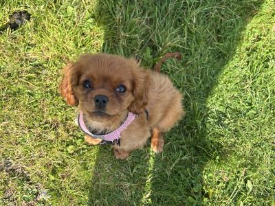 Purebred King Charles female puppy