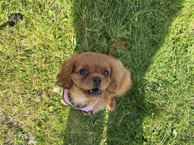 Purebred King Charles female puppy