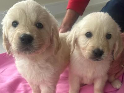 Beautiful Purebred Golden Retriever puppies from champion bloodlines in Galway