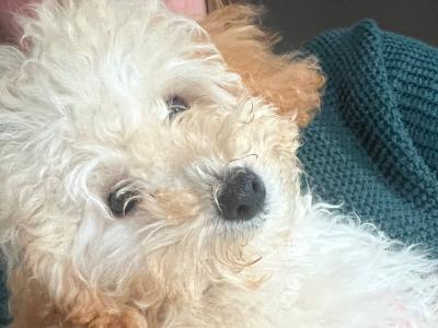Miniature Poodle puppies in Mayo