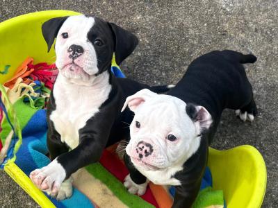 Old English Bulldog puppies in Carlow