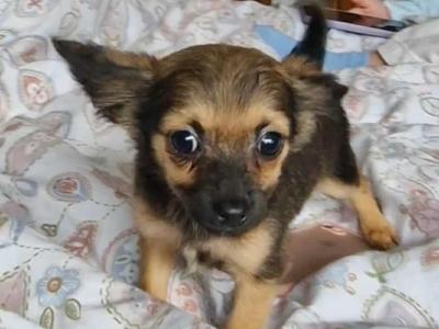 Purebred Chihuahua puppies in Wexford