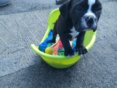 Old English Bulldog puppies in Carlow