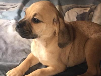 Puggle (Pug x Beagle) puppies in Kilkenny
