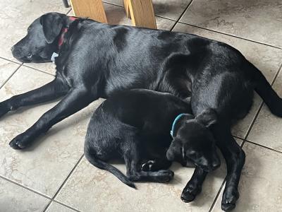 IKC Registered Labrador for stud in Clare